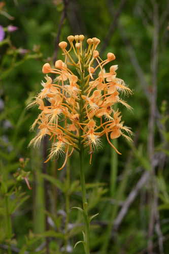 Platanthera ciliaris #4